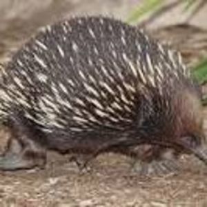 Meet your Posher, Wayne